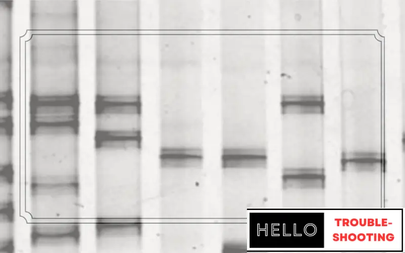 Western Blot Troubleshooting-FI