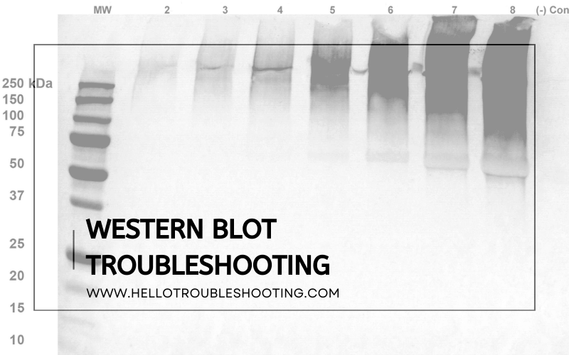 Western Blot Troubleshooting