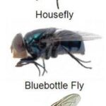 How to Get Rid of Cluster Flies in House