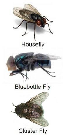How to Get Rid of Cluster Flies in House