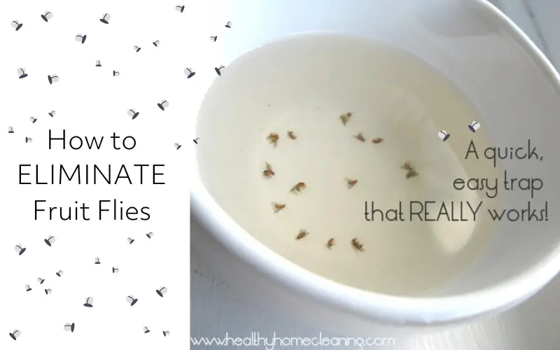 How to Get Rid of Flies from Kitchen