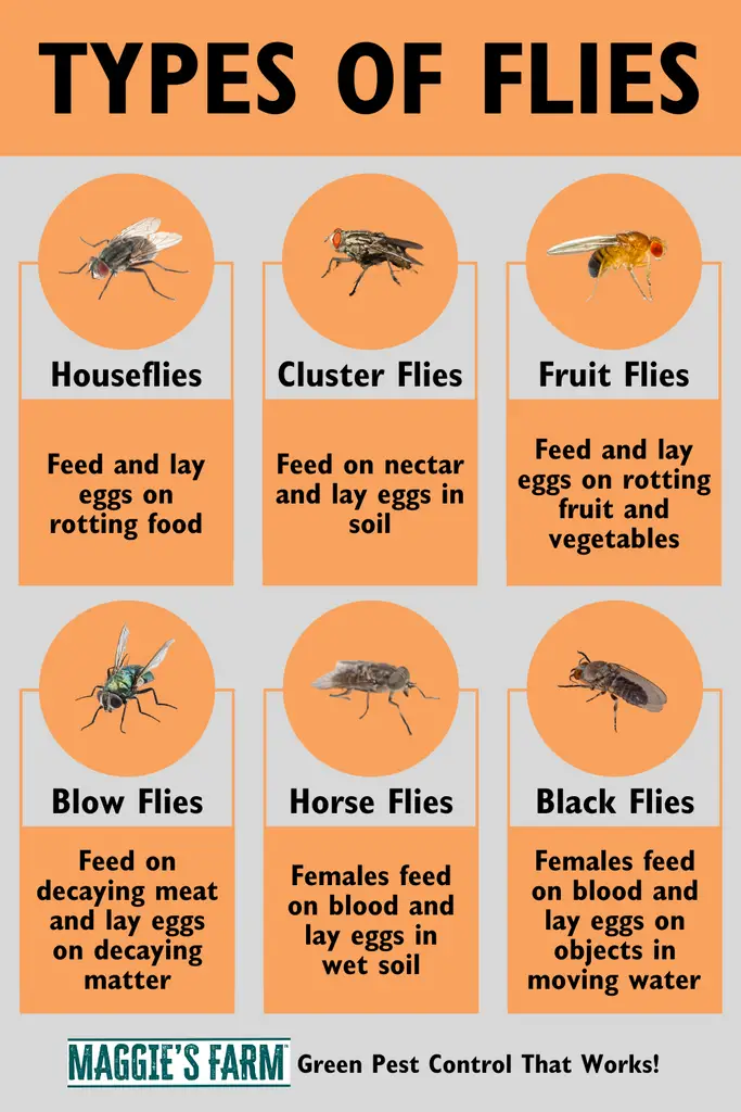 Why Do I Suddenly Have Large Flies in My House