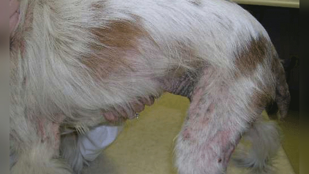 Cocker Spaniel Skin Problems