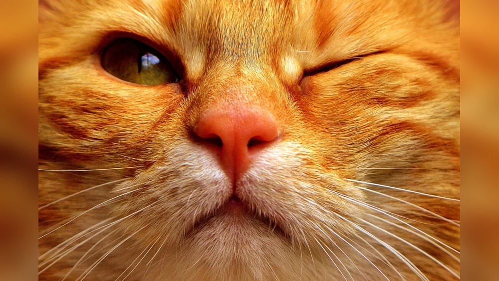 Pictures Of Cat Eye Problems