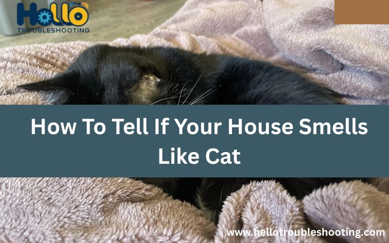 How To Tell If Your House Smells Like Cat-FI