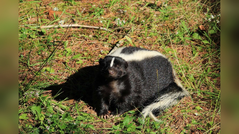 House Smells Like Skunk And Burnt Rubber