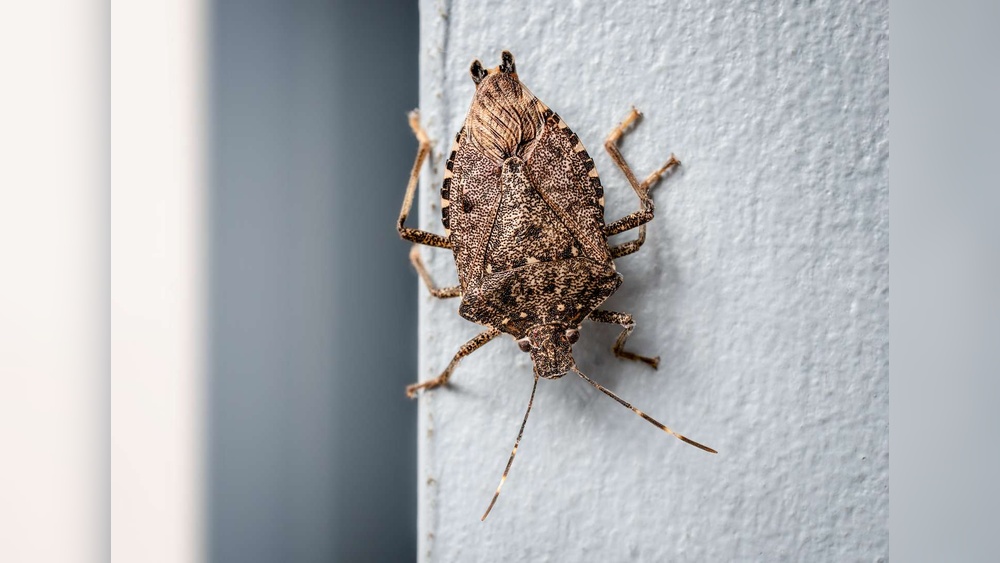 My House Smells Like Bug Spray