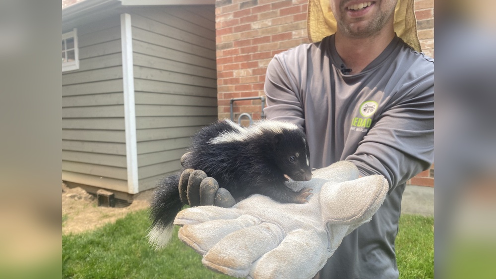 One Room In House Smells Like Skunk