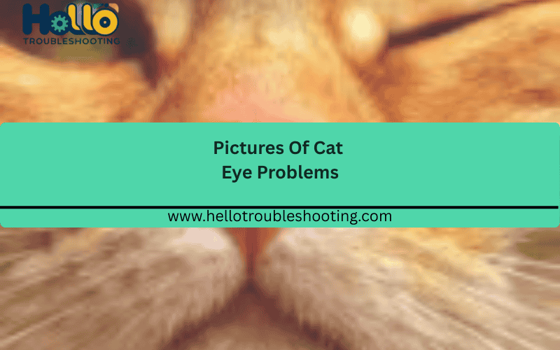 Pictures Of Cat Eye Problems FI