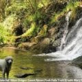 Best Dog Friendly Hikes In Oregon