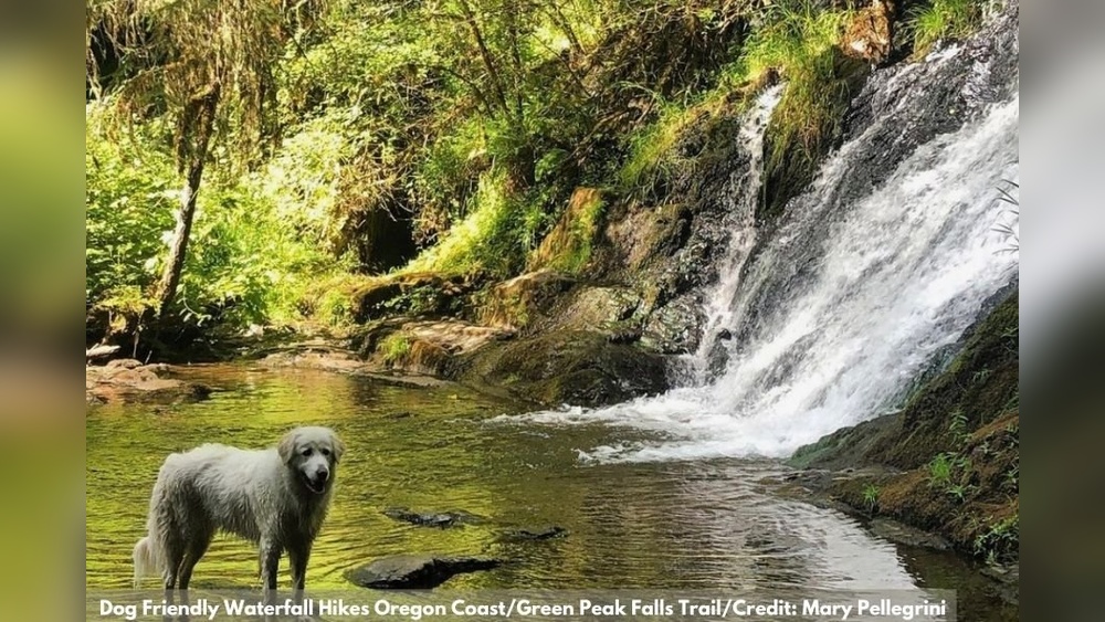 Best Dog Friendly Hikes In Oregon