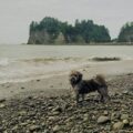 Dog Friendly Olympic Peninsula Vacation Guide