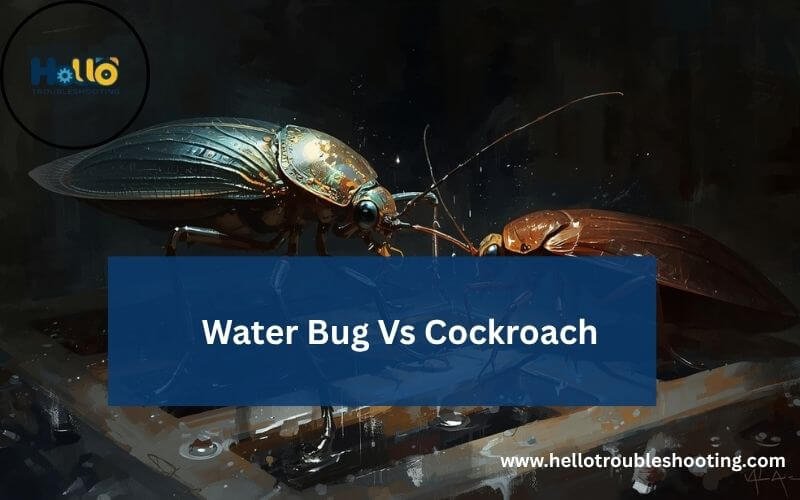 Water Bug Vs Cockroach-FI