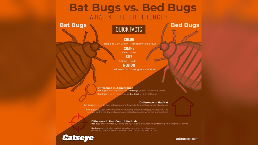 Bed Bugs Vs Bat Bugs