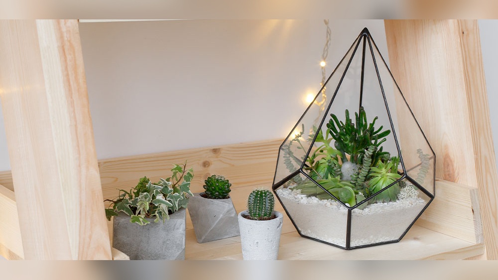 Last Minute Gift Ideas For Houseplant Lovers