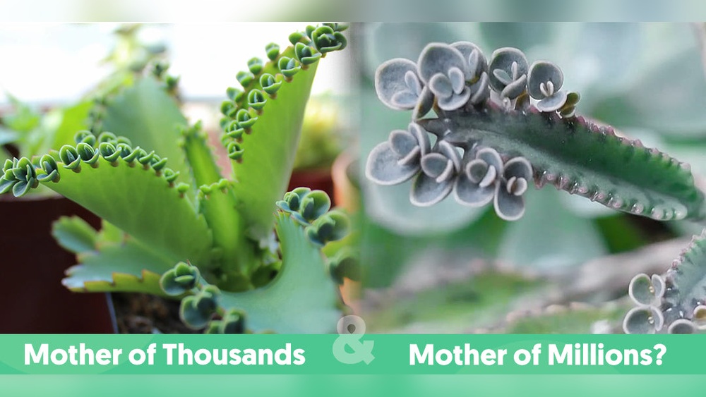 Mother Of Thousands Vs Mother Of Millions