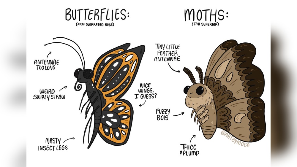 Moths Vs Butterflies