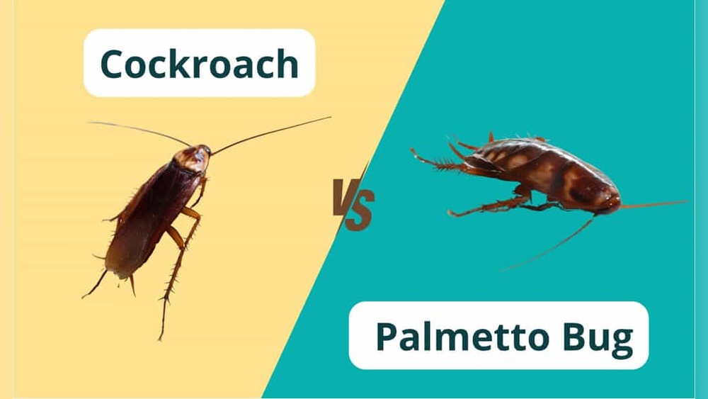 Palmetto Bugs Vs Cockroaches
