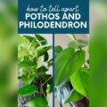Pothos Vs Philodendron