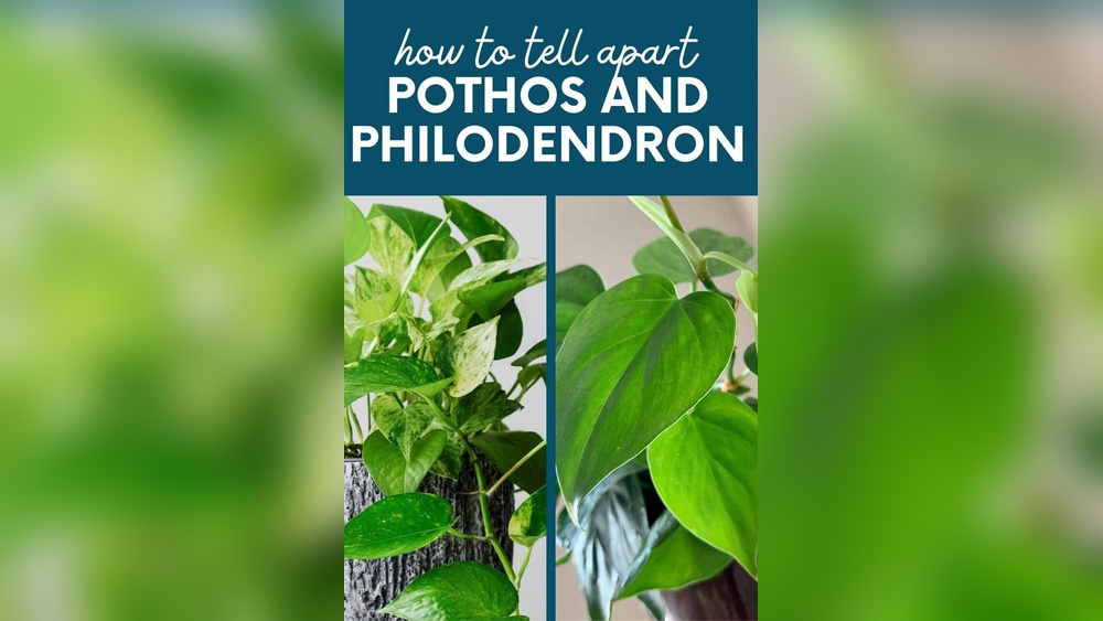 Pothos Vs Philodendron