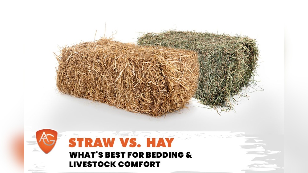 Straw Vs Hay