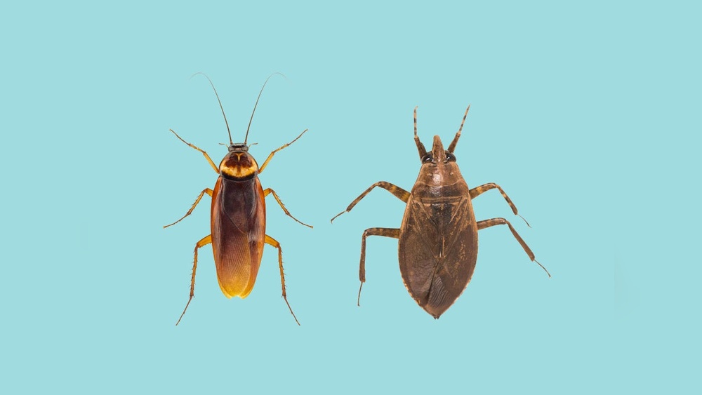 Water Bug Vs Cockroach