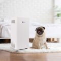 Are Air Purifiers Safe For Pets