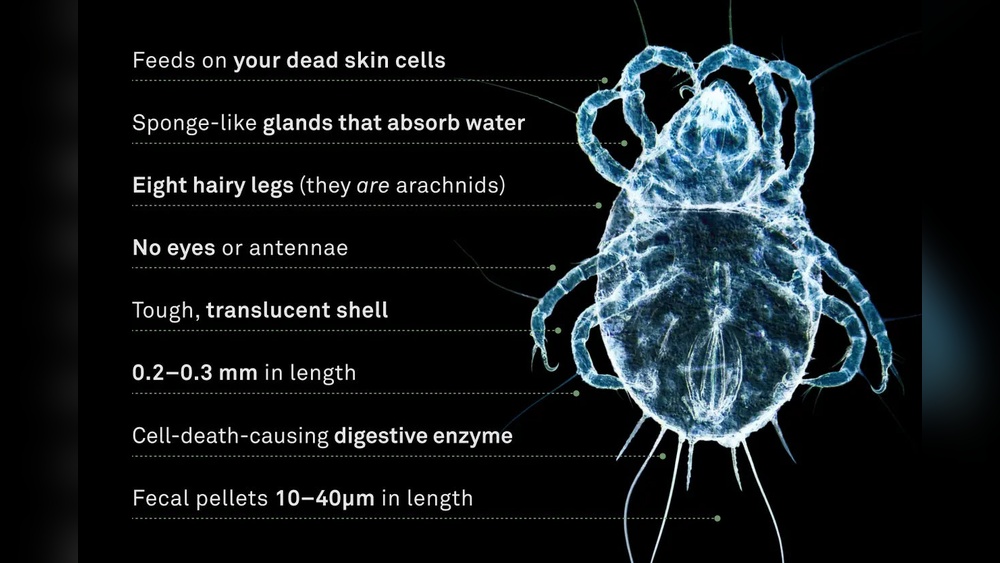 Do Air Purifiers Help With Dust Mites