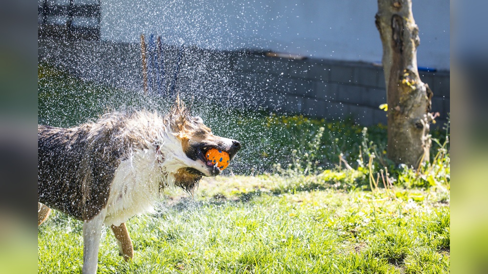 Do Air Purifiers Help With Pet Smells