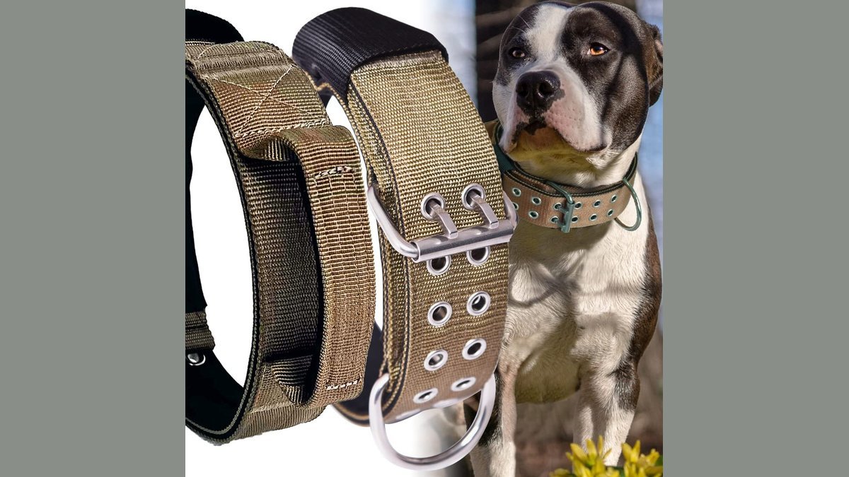 A large dog wearing a durable collar standing in a sunny grassy park.