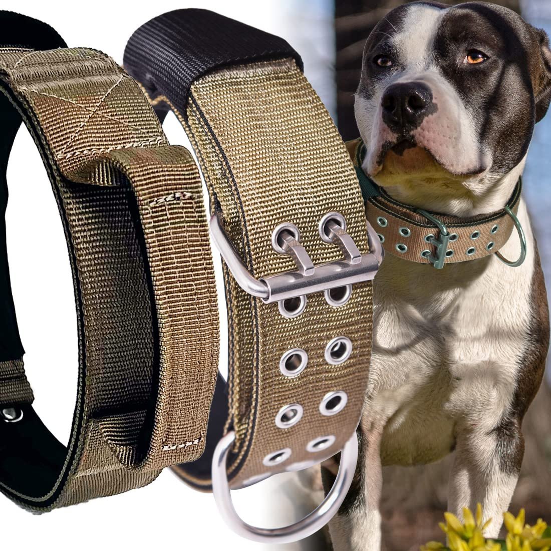 A large dog wearing a durable collar standing in a sunny grassy park.