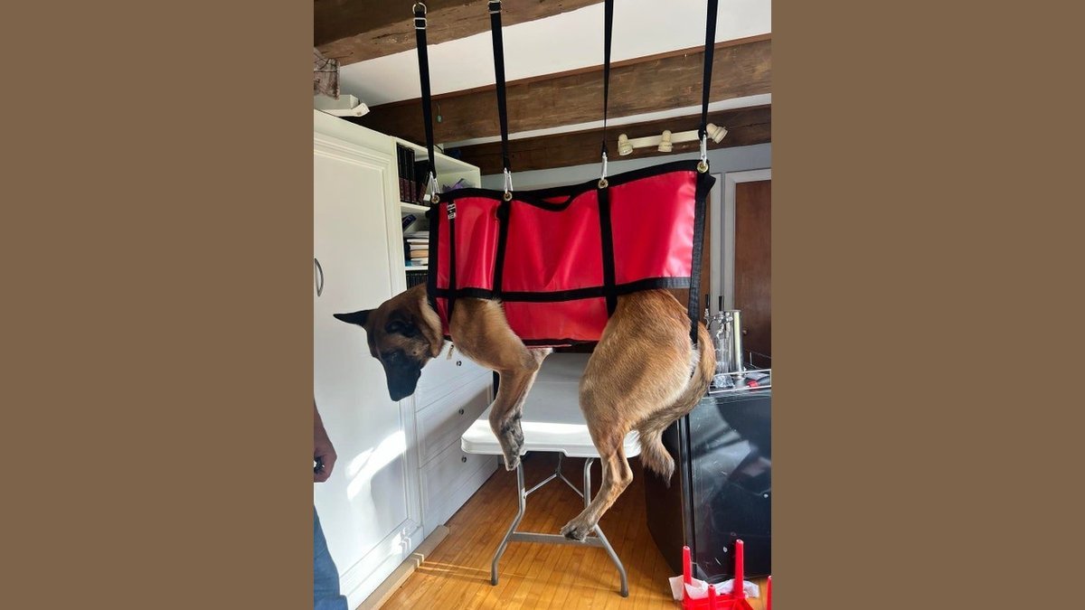 A calm dog in a grooming hammock while receiving a nail trim.