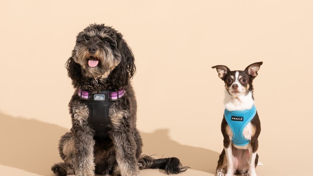 A small fluffy dog wearing a comfortable harness in a bright modern home.