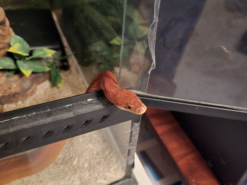 A modern glass terrarium setup for a corn snake in a bright room.